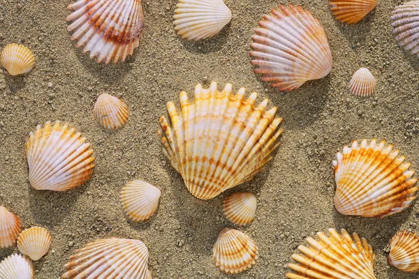 Shells Sand — Stock Photo, Image