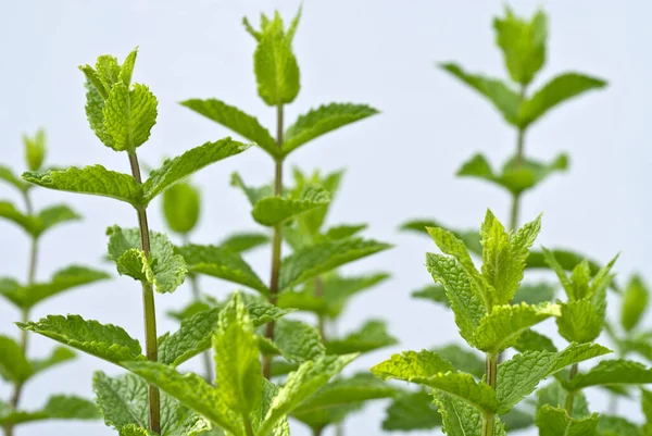 Перечная Мята Mentha Piperita — стоковое фото