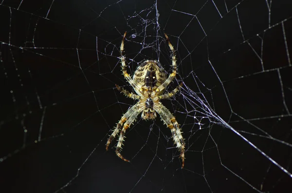 Europäische Gartenspinne Araneus Diadematus Mit Netz Von Unten — Stockfoto