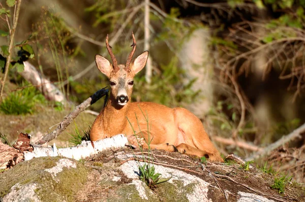 Doe Liggend Ochtendzon Capreolus Capreolus Mannetje — Stockfoto