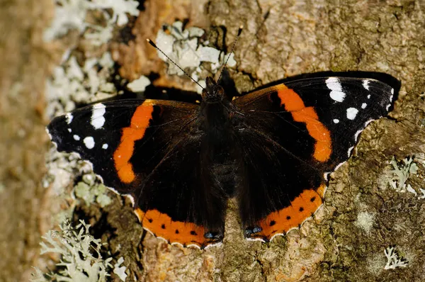 Ερυθρός Ναύαρχος Vanessa Atalanta — Φωτογραφία Αρχείου