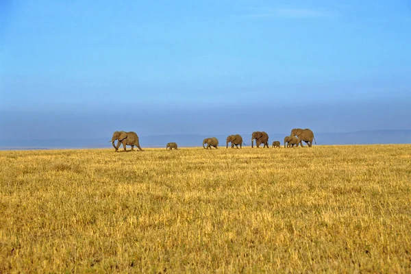 Afrikansk Elefant Loxodonta Africana Masai Mara Kenya Afrika — Stockfoto