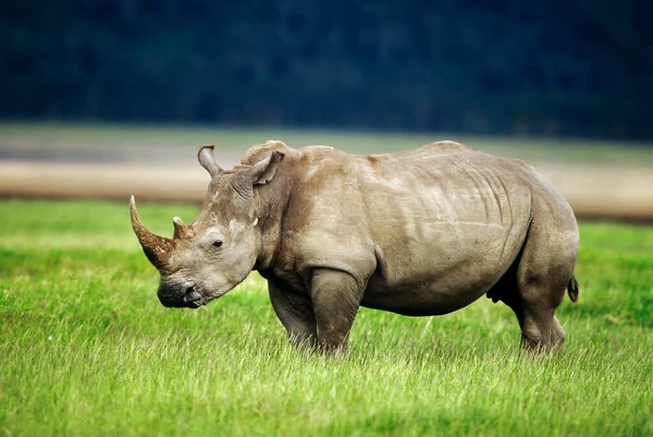 Rinoceronte Branco Lago Nakuru Quénia África — Fotografia de Stock