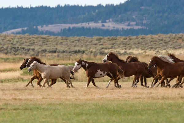 Caballos Wildwest Oregon Usa — Foto de Stock