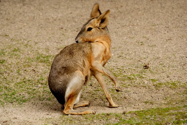 Mara Dolichotis Patagonum Die Haar Vacht Schoonmaakt — Stockfoto