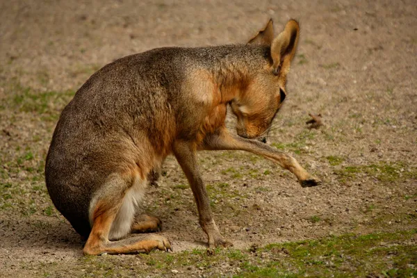 Mara Dolichotis Patagonum Paltosunu Temizliyor — Stok fotoğraf