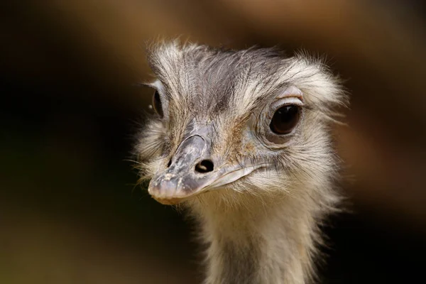 Rhea Pterocuema Pennata Portré — Stock Fotó