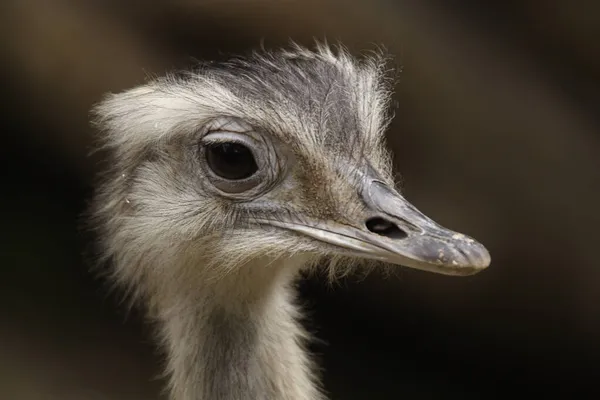 Retrato Rhea Pterocuema Pennata — Fotografia de Stock