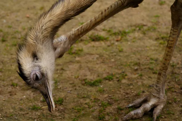 Rhea Pterocuema Pennata Coçando Cabeça — Fotografia de Stock