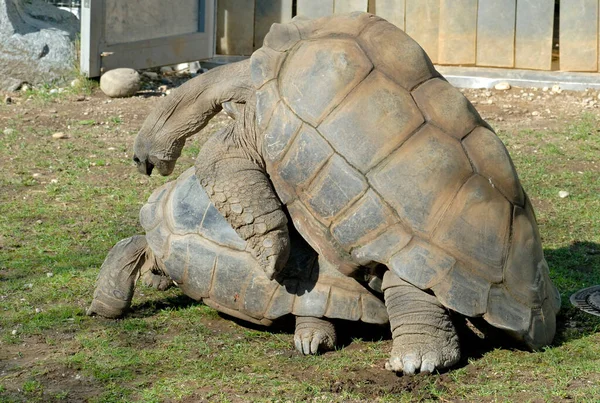 mating giant tortoises of the Seychelles in a zoo