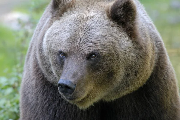 Hlava Medvěda Hnědého Grizzly — Stock fotografie