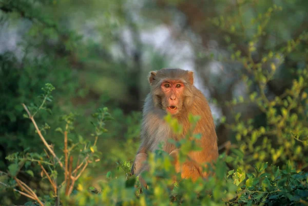 Rhesus Macaque Macaca Mulatta Keoladeo Ghana Baratpur India — Foto Stock
