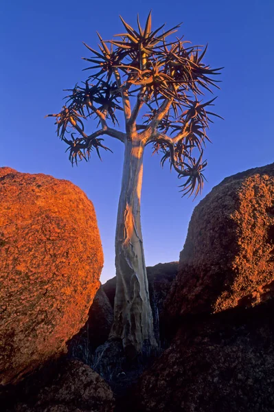 Kokerboom Aloe Dichotoma Kvällssol Namibia Afrika — Stockfoto