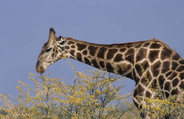 Somali Zürafası Giraffa Camelopardalis Reticulata Akasya Namibya Afrika — Stok fotoğraf