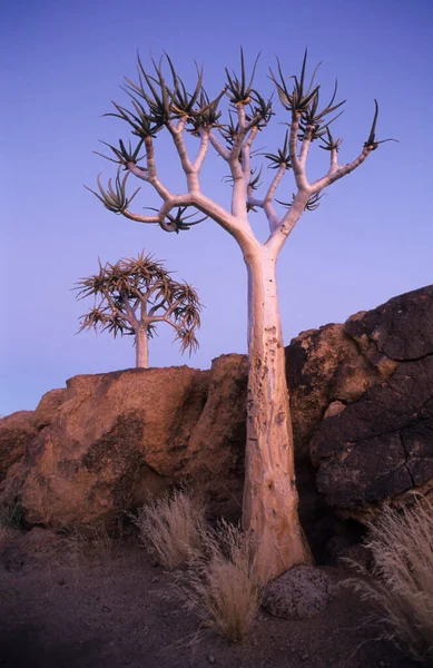 Kokerboom Dicotoma Aloe Hora Azul Namíbia África — Fotografia de Stock