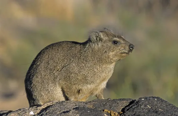 Cape Hyrax Procavia Capensis Namíbia Afrika — Stock Fotó