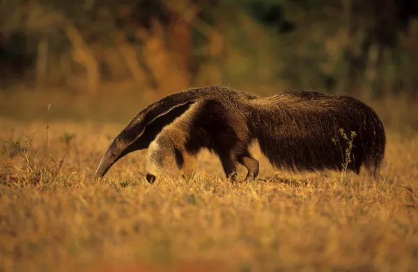 Riesenanteater Myrmecophaga Tridactyla Pantanal Brasilien Südamerika — Stockfoto