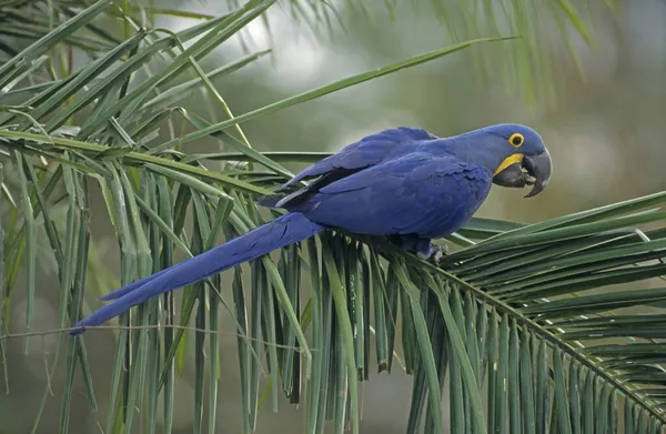 Hyacinth Macaw Anodorhynchus Hyacinthinus Pantanal Brazília Dél Amerika — Stock Fotó