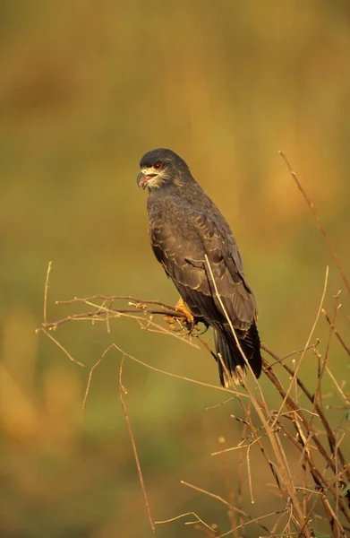 Junger Schneckendrachen Rostrhamus Sociabilis Pantanal Brasilien Südamerika — Stockfoto