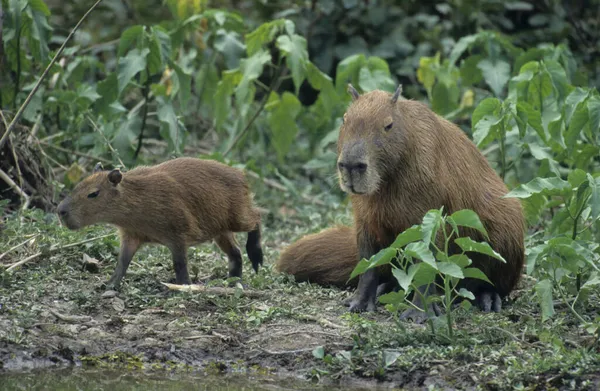 Capybara Hydorchaeris Hydrochaeris Con Cachorro Pantanal Brasil América Del Sur —  Fotos de Stock