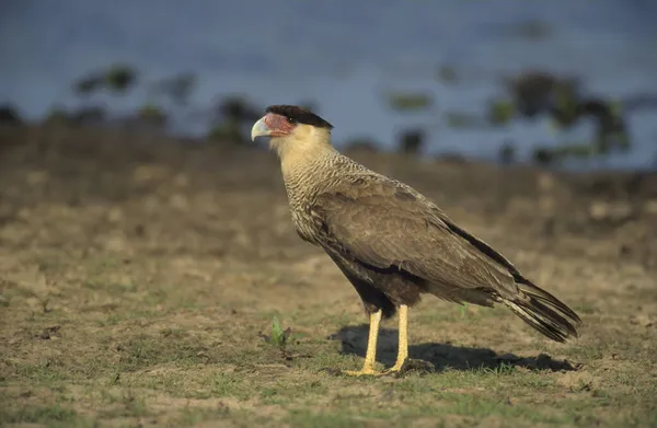 Crested Caracara Polyborus Plancus Pantanal Brasilien Südamerika — Stockfoto