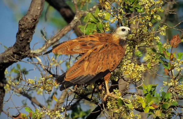 黑颈鹰 Busarellus Nigricollis Pantanal 南美洲 — 图库照片