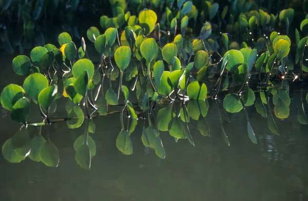 Waterhyacint Eichhornia Crassipes Pantanal Brazilië Zuid Amerika — Stockfoto