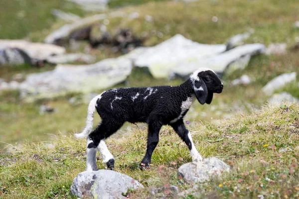 Lam Een Weide Nationaal Park Hohe Tauern Oostenrijk — Stockfoto