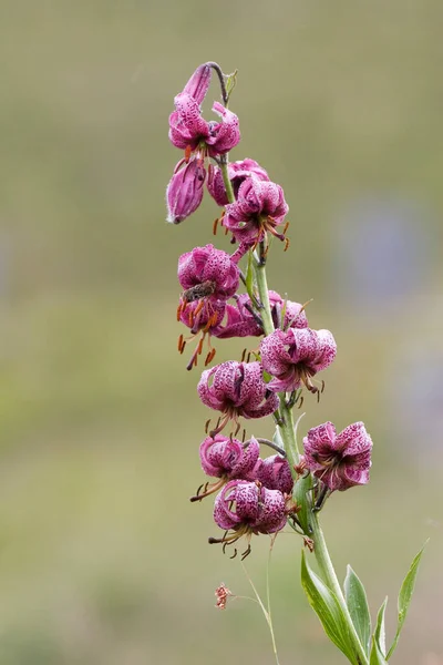 Türkische Mützenlilie Lilium Margaton Nationalpark Hohe Tauern Österreich — Stockfoto