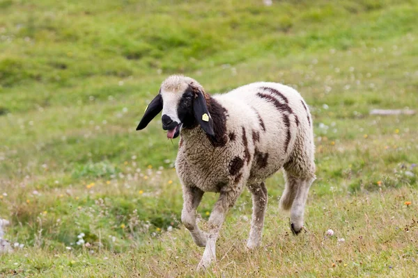 在草地上放羊 奥地利霍赫陶恩国家公园 — 图库照片