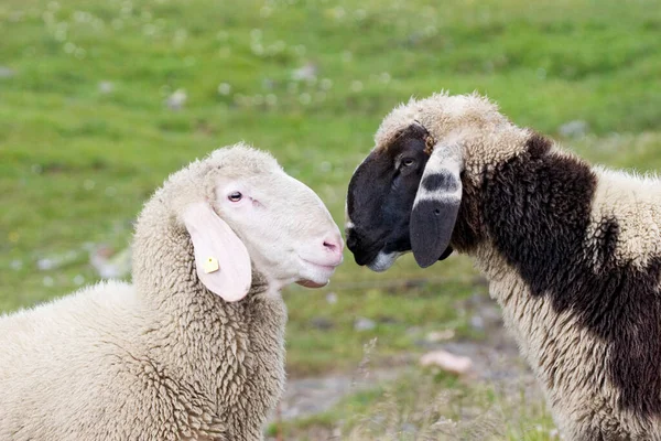 Deux Moutons Dans Une Prairie Parc National Hohe Tauern Autriche — Photo