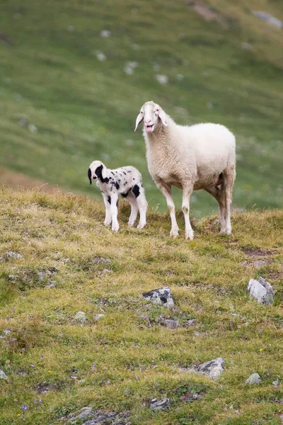 Moutons Avec Agneau Sur Une Prairie Parc National Hohe Tauern — Photo