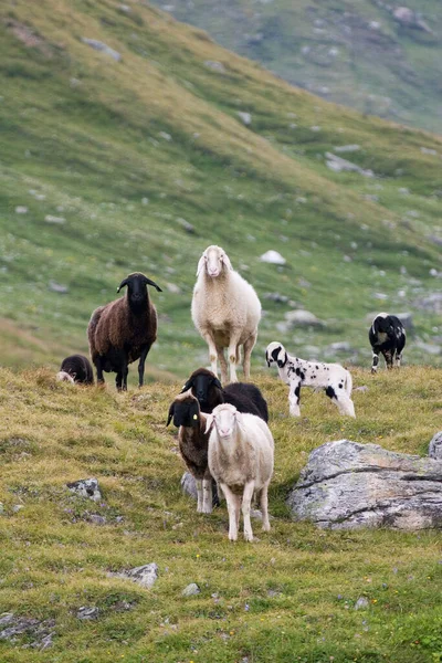 Moutons Dans Une Prairie Parc National Hohe Tauern Autriche — Photo