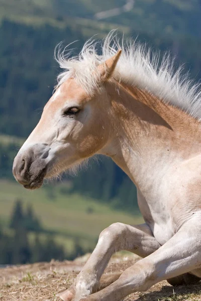 Haflinger Horse Foal Seiser Alm Dél Tirol Olaszország — Stock Fotó