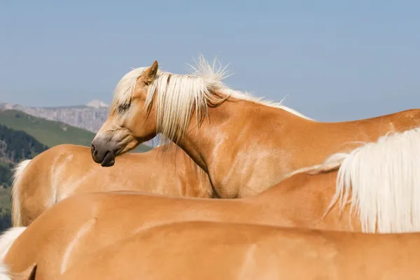 Caballos Haflinger Seiser Alm Tirol Del Sur Italia — Foto de Stock