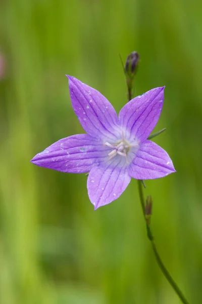 Bell Flower Campanula National Park Hohe Tauern Áustria — Fotografia de Stock
