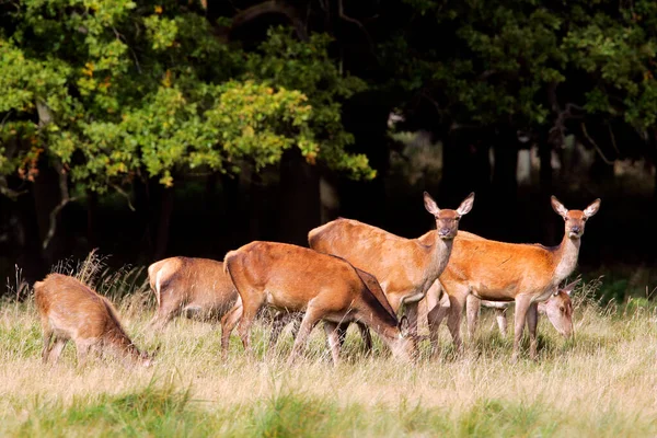 Ciervos Rojos Hembras Vigilantes Durante Rutina Ciervos Cervus Elaphus —  Fotos de Stock