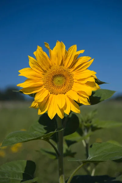 Квітка Сонця Геліантус Однорічник — стокове фото