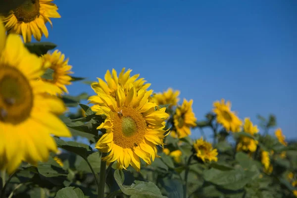 Solrosor Helianthus Annuus — Stockfoto