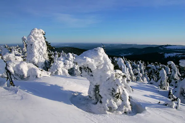 Paisaje Con Coníferas Cubiertas Nieve Parque Nacional Alemán Hochharz Invierno —  Fotos de Stock