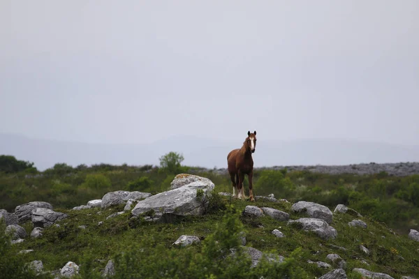 Bruin Paard Het Landschap — Stockfoto