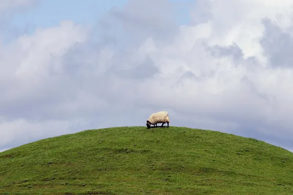 Schapen Een Ronde Grasheuvel — Stockfoto