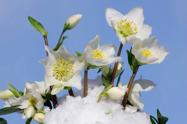 Kvetoucí Vánoční Růže Sněhu Helleborus Niger Hybrid — Stock fotografie