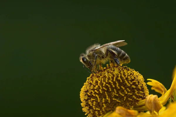 Honigbiene Apis Mellifera Auf Helenium — Stockfoto