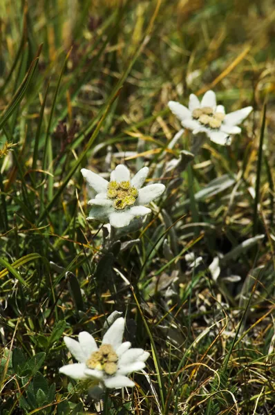 Edelweiss Alpejski Leontopodium Nivale Subsp Alpina — Zdjęcie stockowe