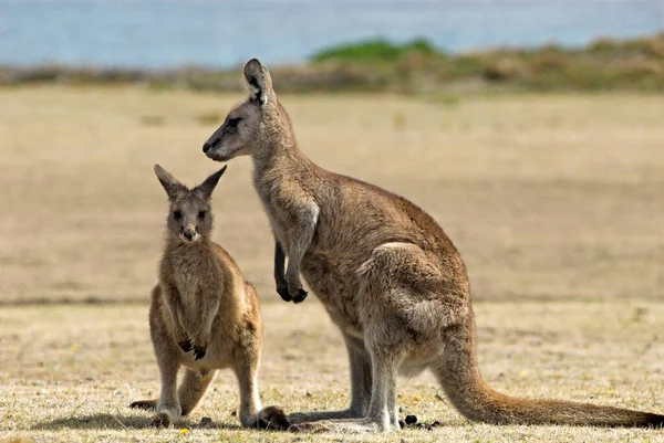 East Grey Kangaroo Macropus Giganteus Εθνικό Πάρκο Νήσου Μαρίας Τασμανία — Φωτογραφία Αρχείου