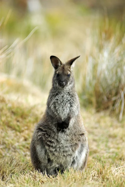 Eastern Grey Kenguru Macropus Giganteus Maria Island National Park Tasmania — Stock Fotó