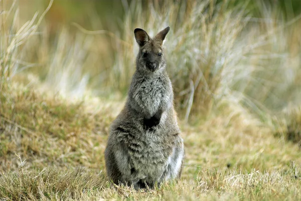 Eastern Grey Kangaroo Macropus Giganteus Maria Island National Park Tasmanië — Stockfoto