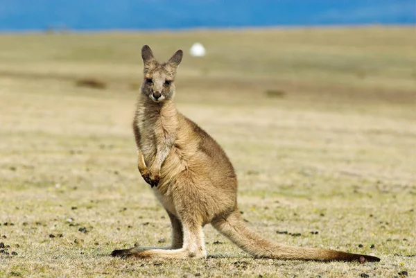 Östra Grey Kangaroo Macropus Giganteus Maria Island National Park Tasmanien — Stockfoto