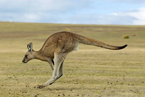 Östliches Graues Känguru Macropus Giganteus Maria Island Nationalpark Tasmanien Australien — Stockfoto